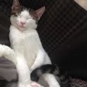 トイレ完璧！超人懐っこい猫ちゃんです
