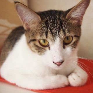 でら！コリンズ！