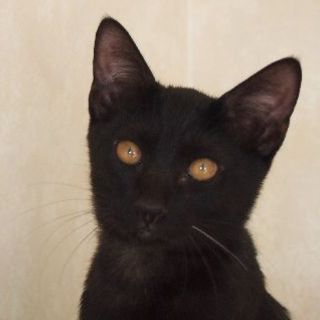 でら！ミドリ！