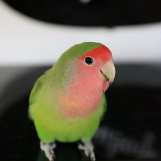 たくさんのご応募ありがとうございました！