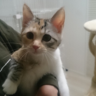 ★マンチカン★足長女の子★血統書あり★