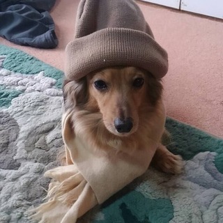 今年いっぱいまでになんとかお願い致します。