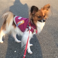 B2 (ビットゥー)