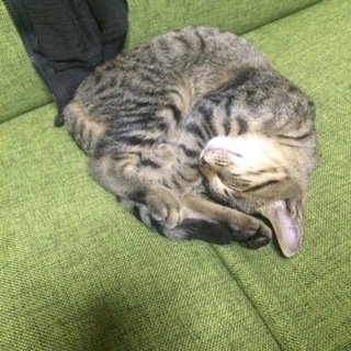 生後三ヶ月位の子猫です