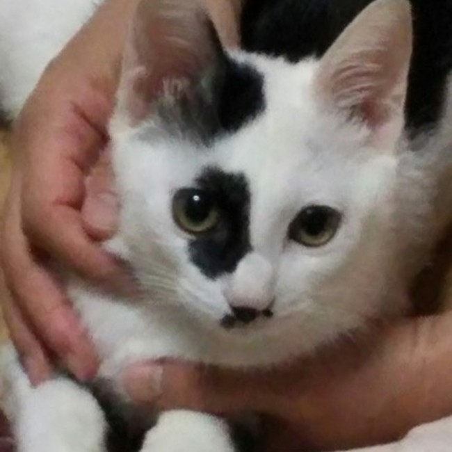 牛柄オス猫もーたん里親募集中 さん ペットのおうち 月間利用者150万人