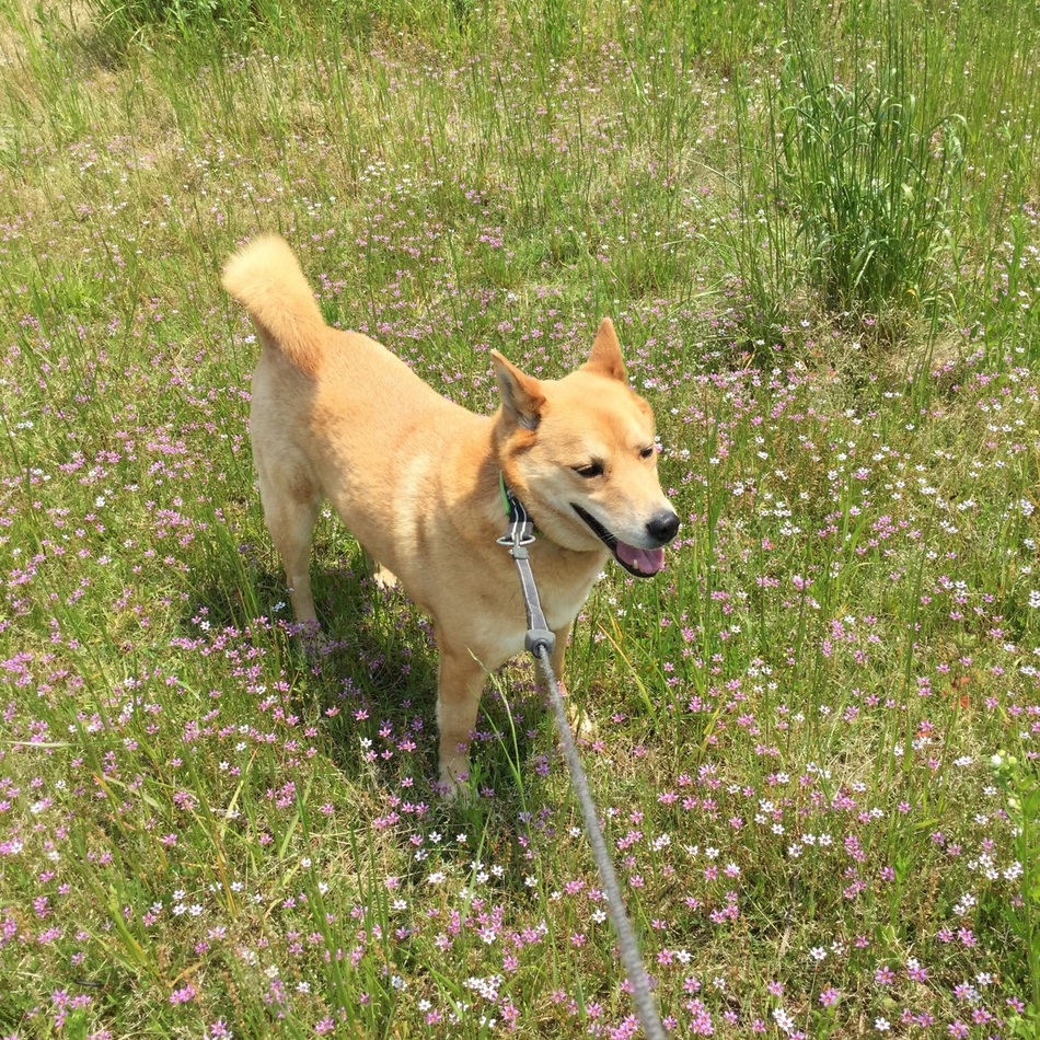 ガホのカバー写真