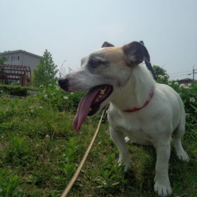 gadgetのカバー写真