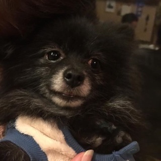 ☆ありがとうございます☆黒ポメ☆ピノくん