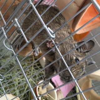 デグー (雌、子供、ブラウン)