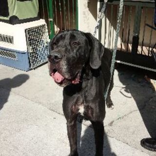 駐車場に置き去り★大人しく吠えないグレートデン嬢