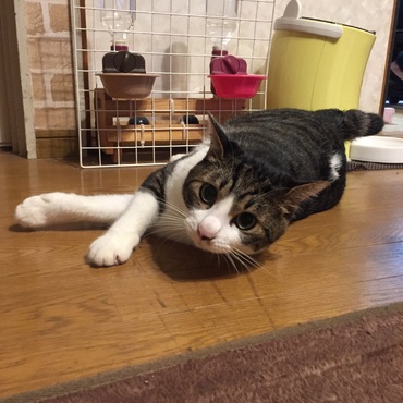 アルファの写真