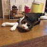 の写真