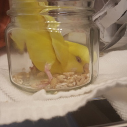 「必死です。」サムネイル2