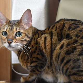 【急募】ベンガル6歳　女の子　甘えん坊