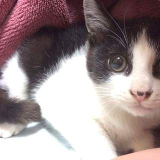 推定2ヶ月、白黒ハチワレ、お鼻にほくろの雄仔猫