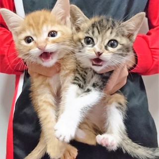 一旦停止　かわいい三毛ちゃんと茶とらくん兄妹！