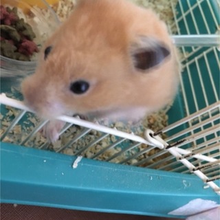 急募 ゴールデンハムスター 男の子.女の子