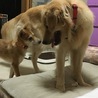 なぎママ 『動物保護...(保護活動者)