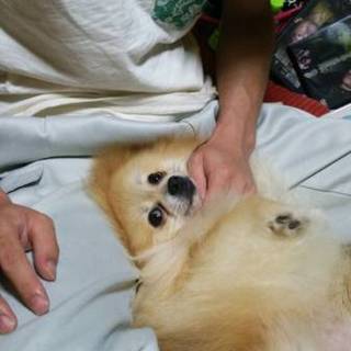 ポメラニアン