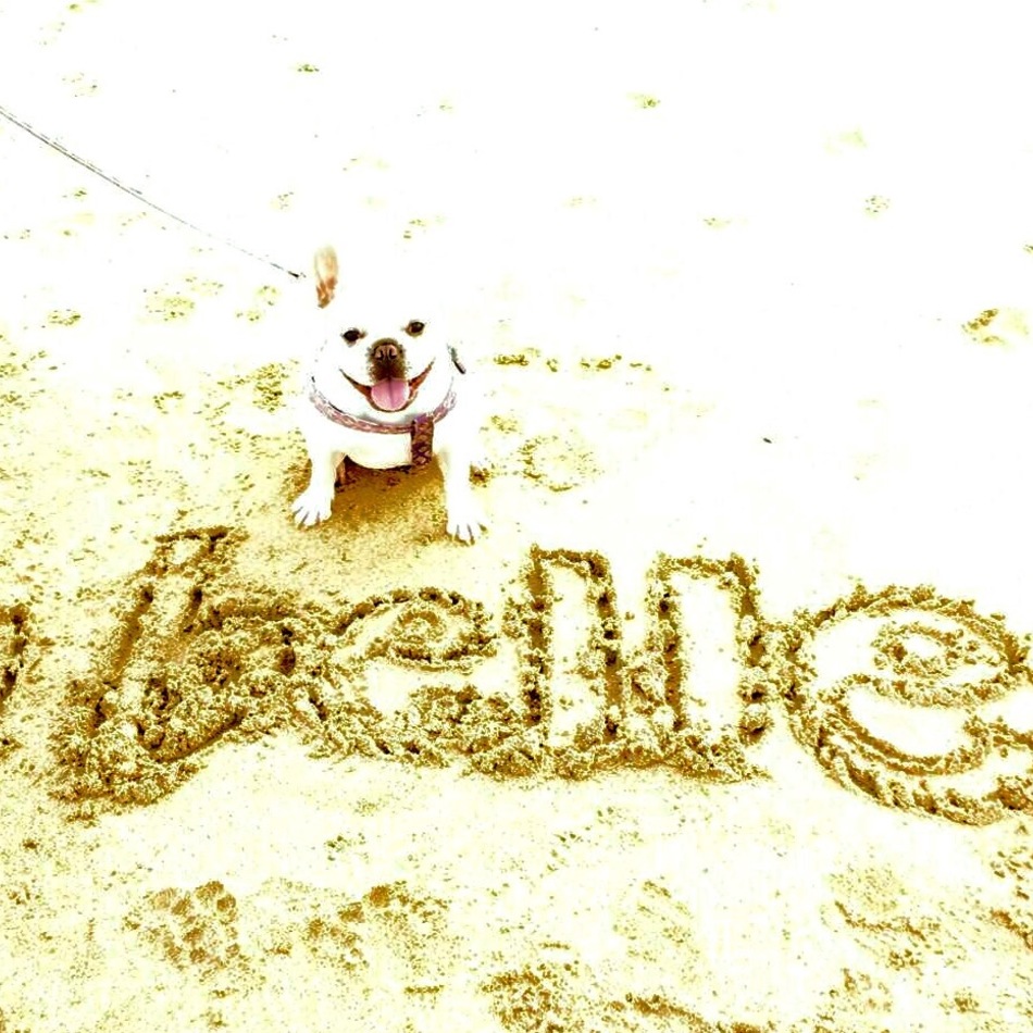 belleのカバー写真