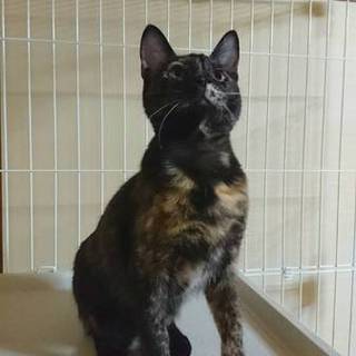 テンテンちゃんは家族の一員に迎えて貰いました。