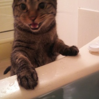 【大事にしてくださる方募集】あまえん坊のキジトラ♂