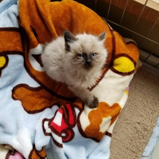 里親募集中です(*^-^*)