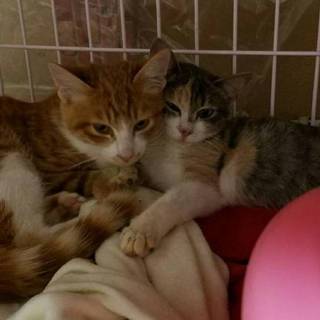 この子達の里親になって頂けませんか！