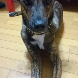 プロットハウンドのミックスです