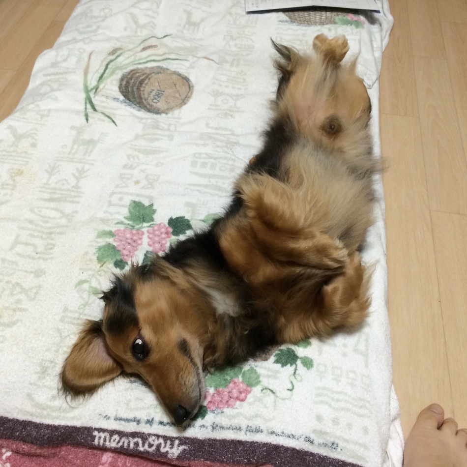 チョビスケのカバー写真