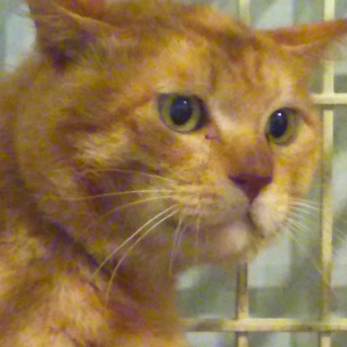 お茶目で臆病な甘えん坊　トラエモン　茶トラ3歳オス