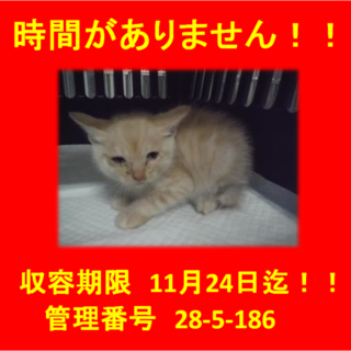 里親決定！！お迎えありがとうございました(^^♪