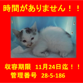 里親決定！！お迎えありがとうございました(^^♪