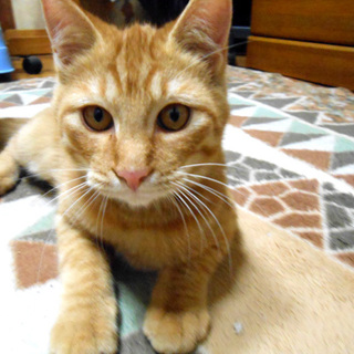 元気いっぱい5兄弟　甘えん坊の茶トラの男の子♪