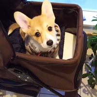 ゴッドスピード