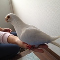 白いハトさん里親募集