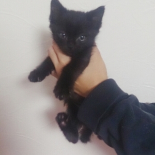 1か月半くらい黒 子猫③まめすけ