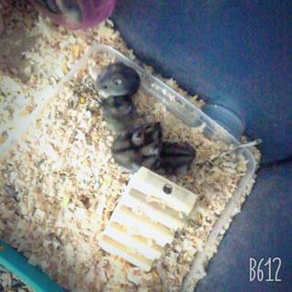 ジャンガリアンもらってください。