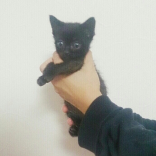 1か月半くらい黒 子猫④こつぶ