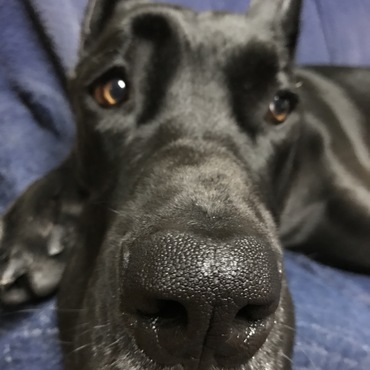 チャーリーの写真