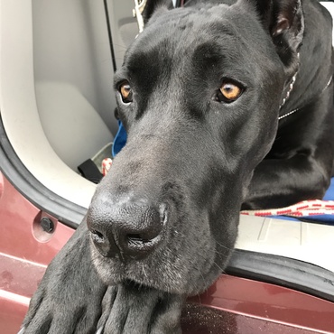 チャーリーの写真