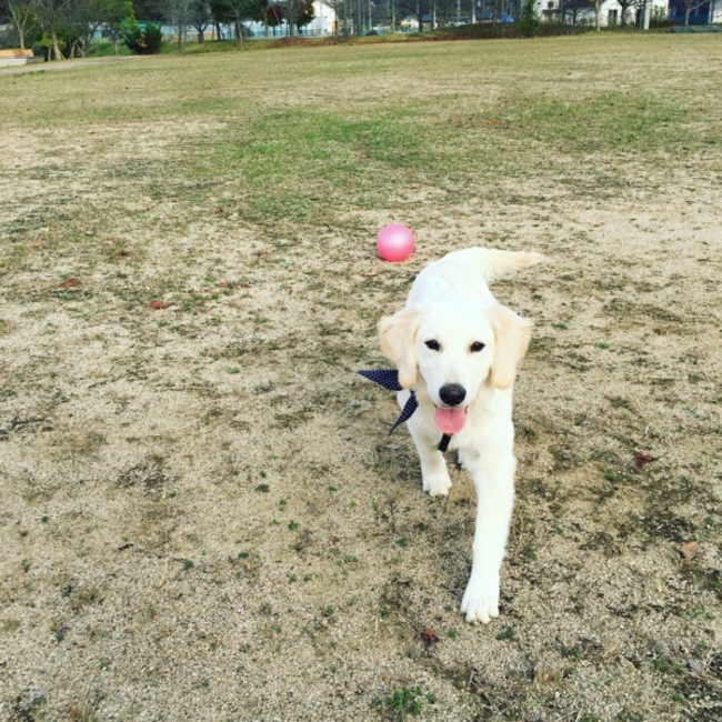 cocosaeのカバー写真