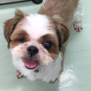家族が決まりました