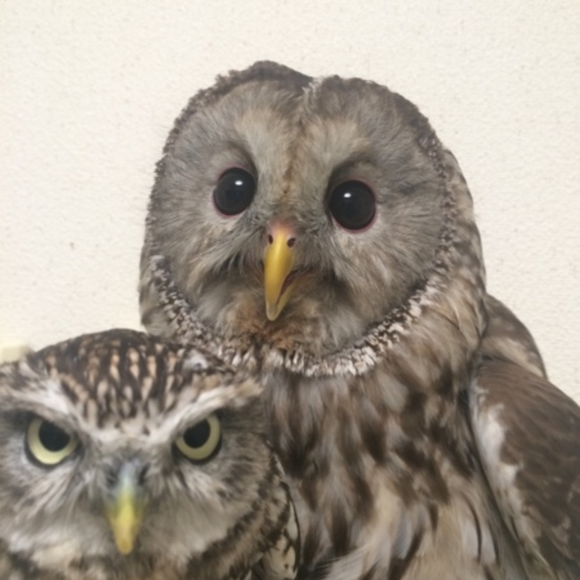 konochiruのカバー写真