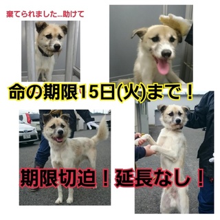 緊急!!…今日決まらなければ明日、殺処分です…