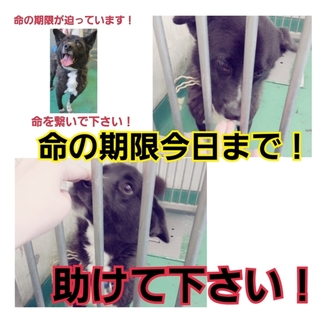 緊急!募集ゼロ!命の期限は今日まで!!延期なし!