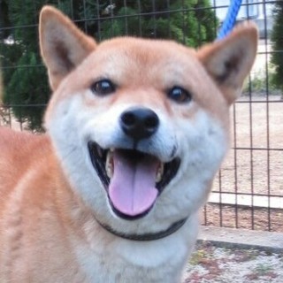 迷子の可愛い柴犬くん里親決定☆