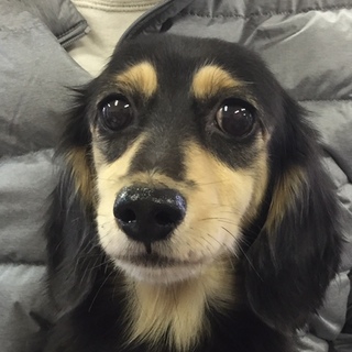 ダックスの女の子