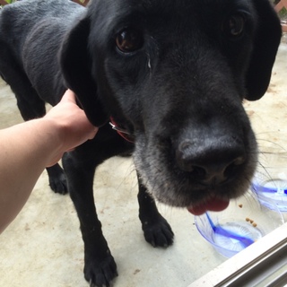 優しくて賢いラブラドール(黒)のメス