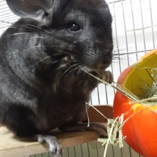 チンチラ(生後5ヵ月)の里親募集